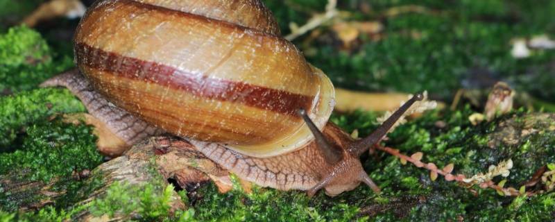 灰巴蜗牛是否可以食用 灰巴蜗牛有寄生虫吗